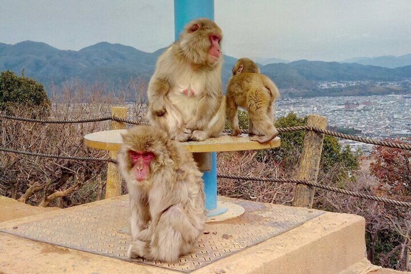 Explore the best spots of Arashiyama / Nara in a One Day Private Tour from Kyoto