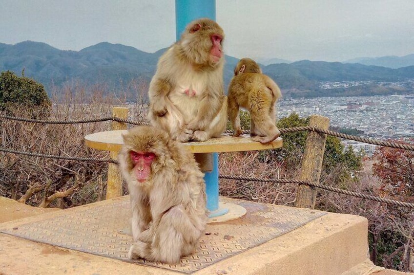 Explore the best spots of Arashiyama / Nara in a One Day Private Tour from Kyoto