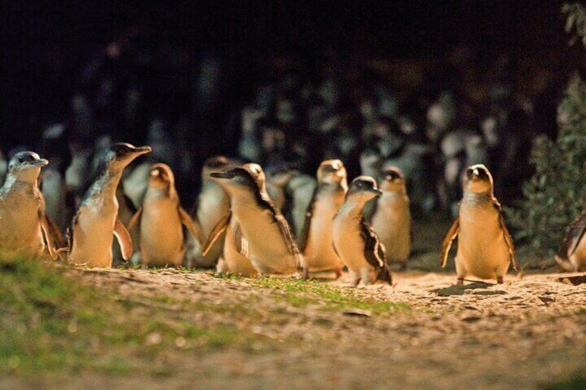 Penguin Parade, & Wildlife Encounters Eco Tour from Melbourne