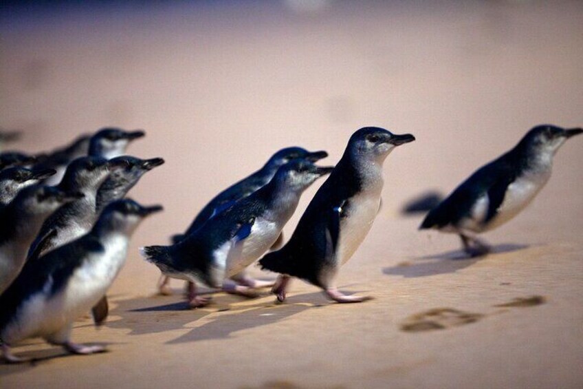 Penguin Parade, & Wildlife Encounters Eco Tour from Melbourne
