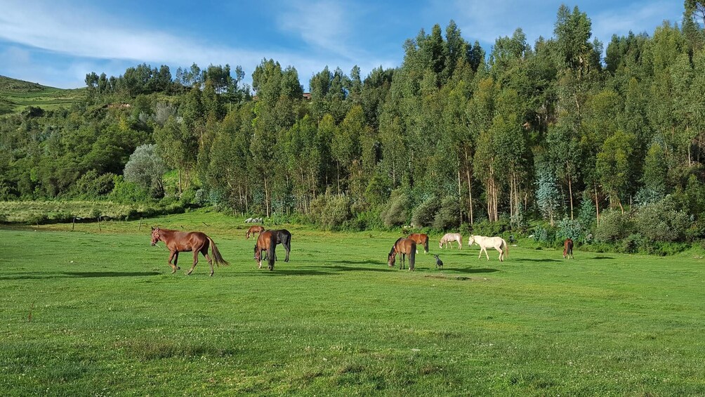 Horseriding Templo de la Luna Cusco Peru