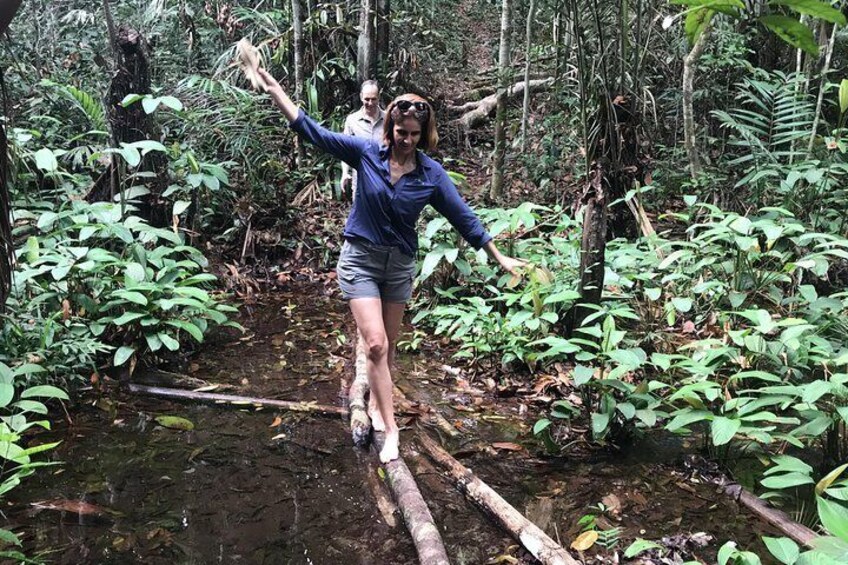Jungle Walk