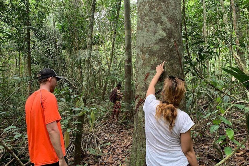 Jungle Walk