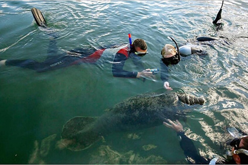 Manatee Snorkel Swim with Breakfast & Lunch