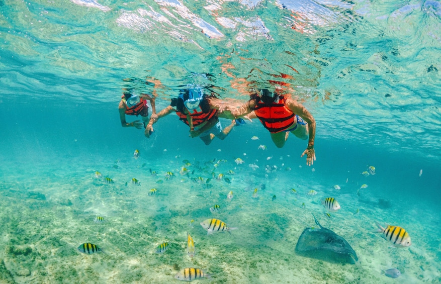 COMBO: Xcaret Plus & Xplor Park Tickets with Transportation