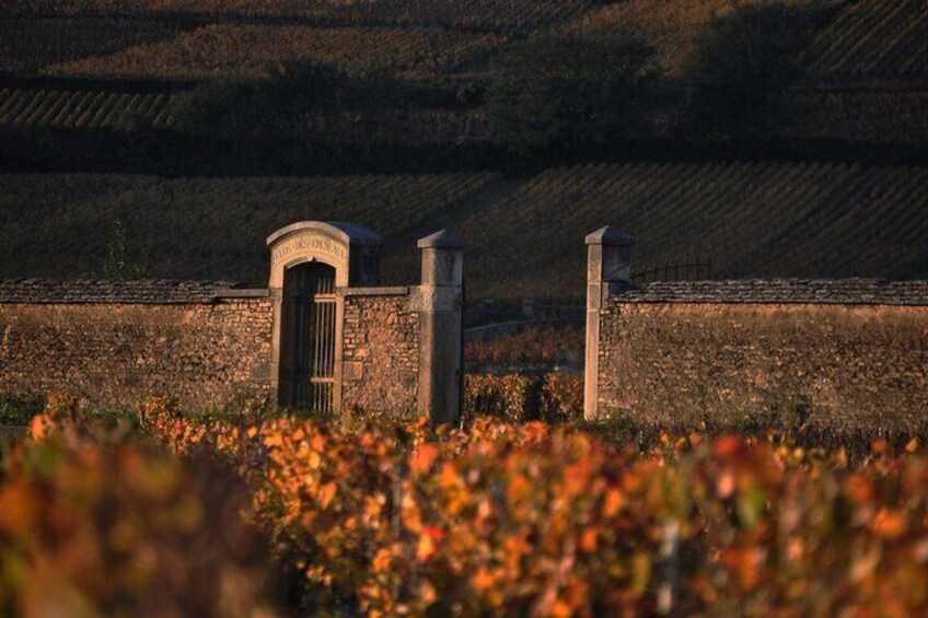 Autumn in Pommard
