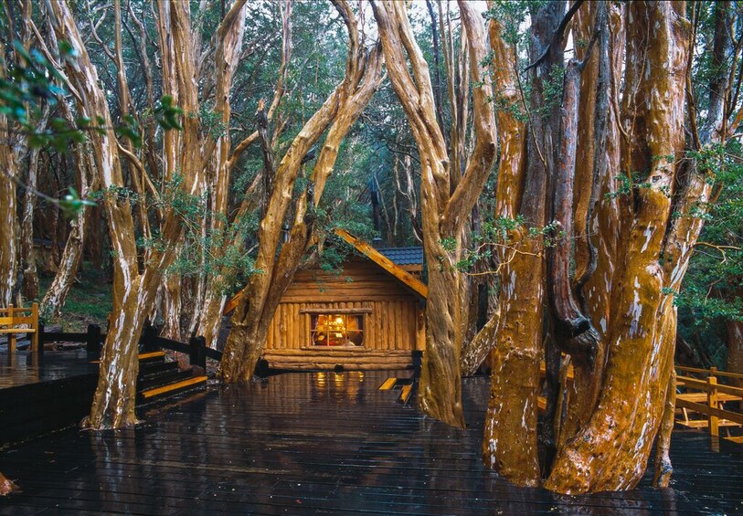 Victoria Island & Arrayanes Forest Shared Tour