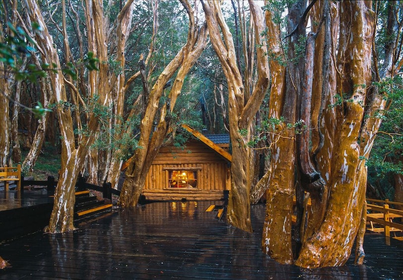 Victoria Island & Arrayanes Forest Shared Tour