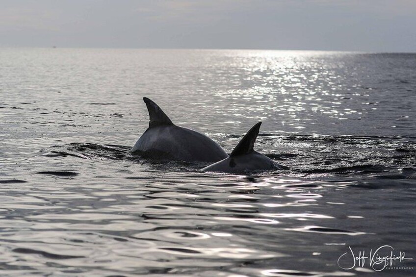 Dolphins at Sunset