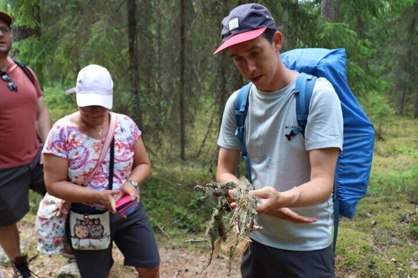Magical Taiga Forest Hike with Lunch and Transportation