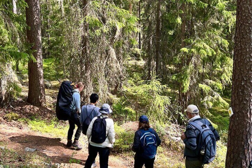 Magical Taiga Forest Hike with Lunch and Transportation