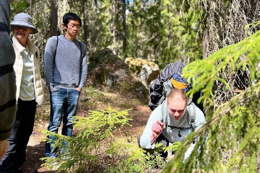 Magical Taiga Forest Hike with Lunch and Transportation