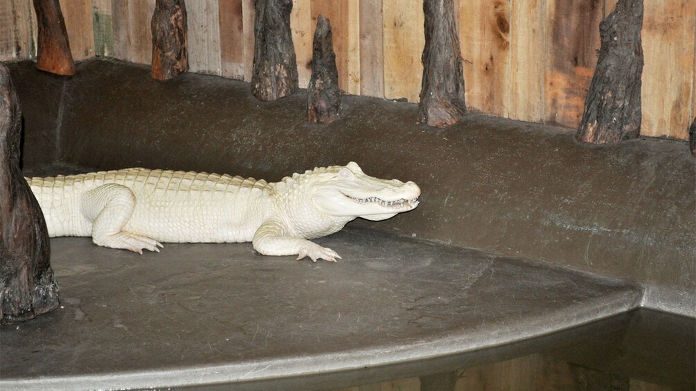 albino alligator at alligator farm in New Orleans
