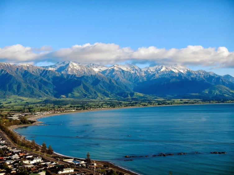 Full-Day Kaikoura Whale-Watching Tour