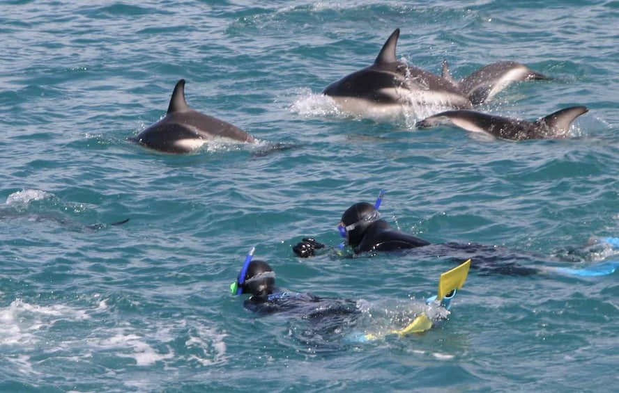Swim with Dolphins in Kaikoura
