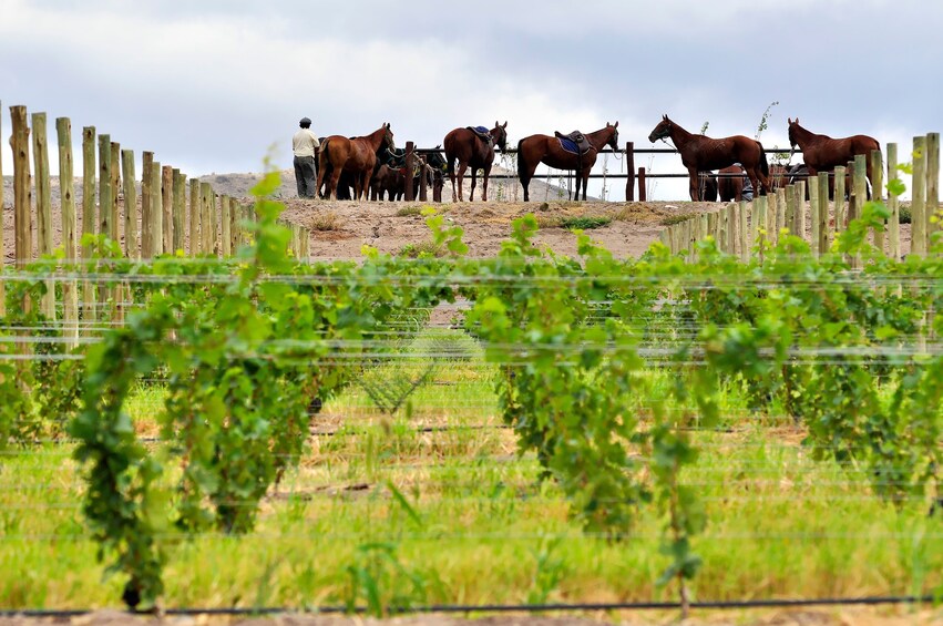 Full Day Wine Culture