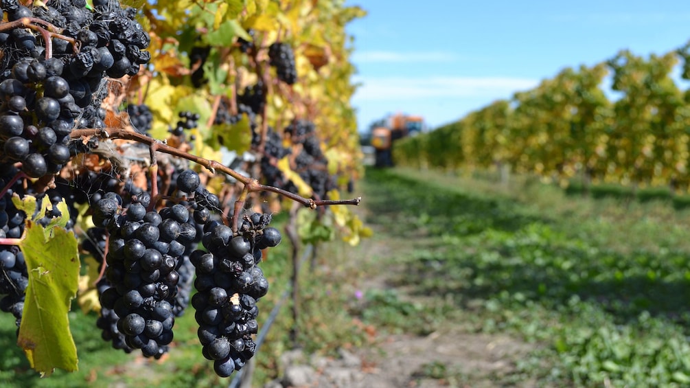 Close up of grapes on vines in the Waipara Valley Wine tour in New Zealand. 