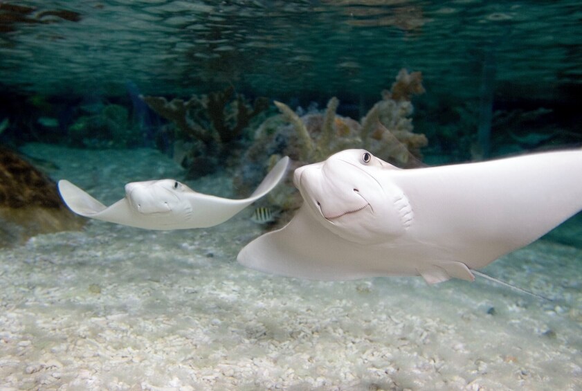SEA LIFE at Mall of America