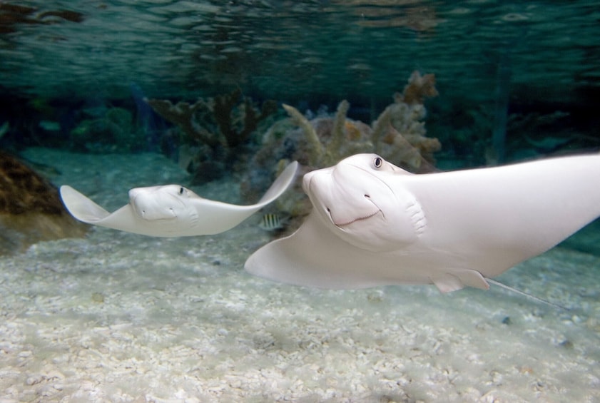 SEA LIFE at Mall of America