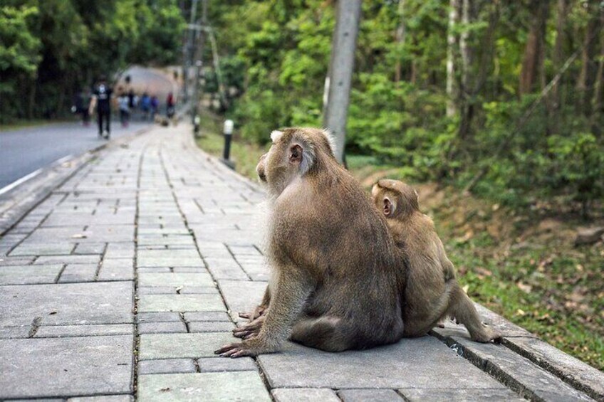 Marvel at the captivating views from the Khao Rang Hill Viewpoint, commonly known as Monkey Hill.