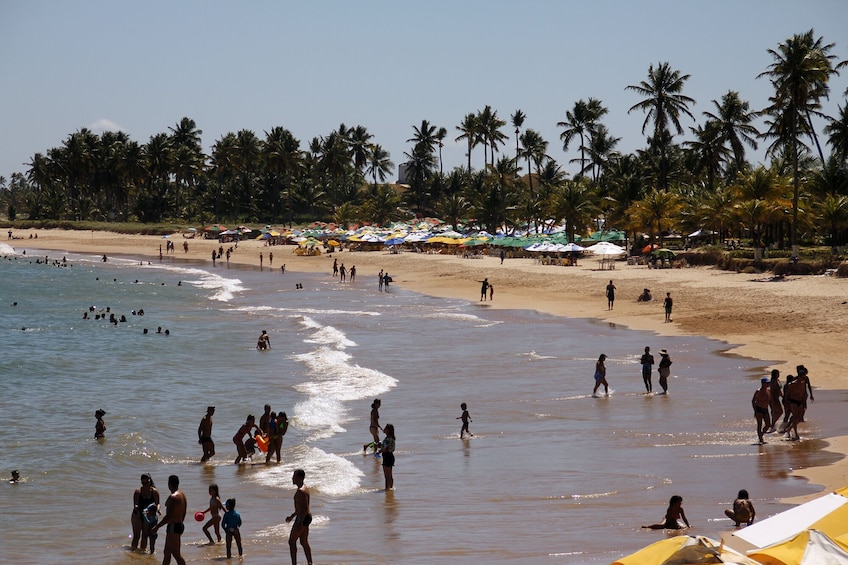 Praia Do Forte and Guarajuba Beach Tour