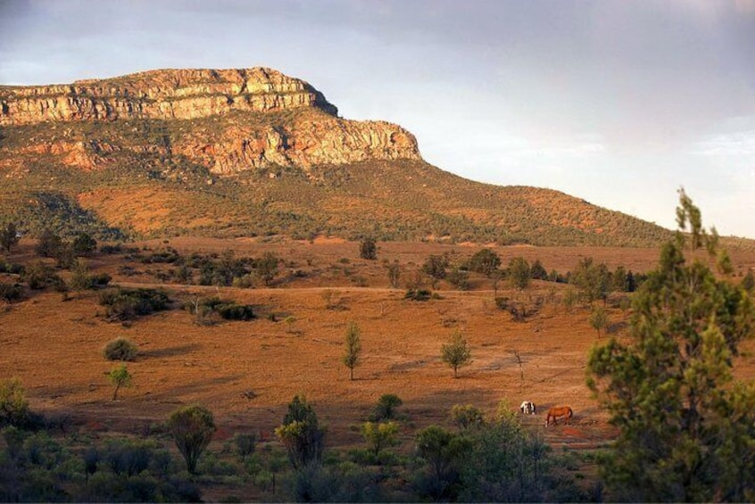 Flinders Ranges 3 Day 4WD Small Group Eco Tour from Adelaide