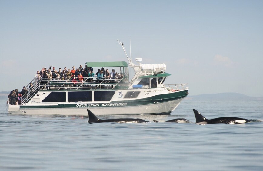 Vancouver to Victoria Seaplane Day Trip with Whale Watching Tour