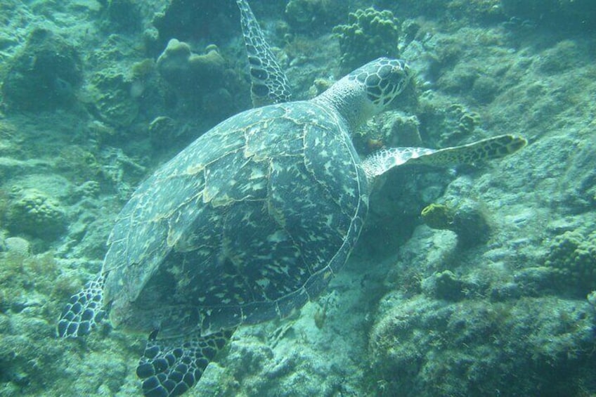 Catamaran Day Sail / Snorkel / Cruise in St Maarten / St Martin