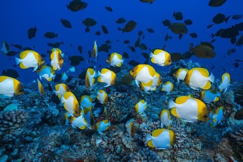 Molokini Snorkel & Slide 7AM - 12PM