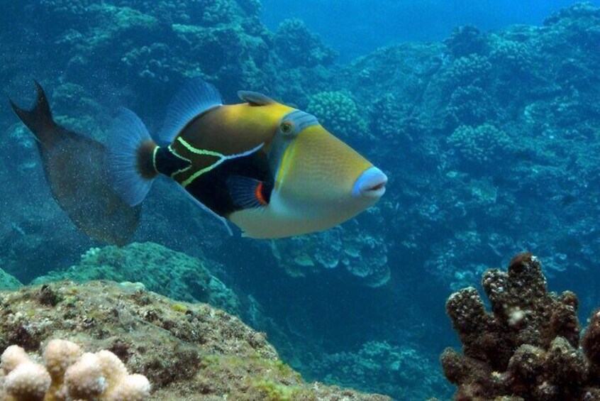 Molokini Snorkel & Slide 7AM - 12PM