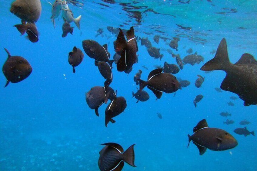 Molokini Snorkel & Slide 7AM - 12PM
