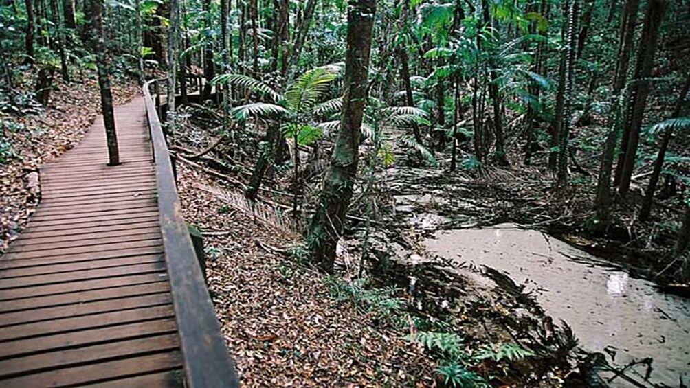 wooden path through rain forest in Brisbane