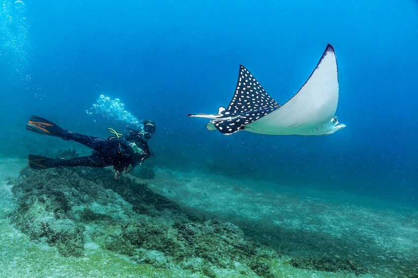 Scuba Diving for Certified Divers
