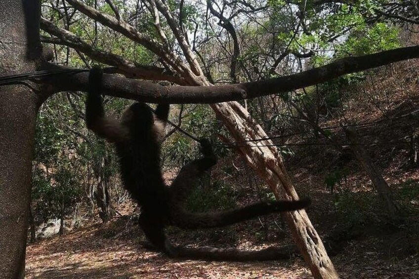 Monkey Tour With Local Cuisine