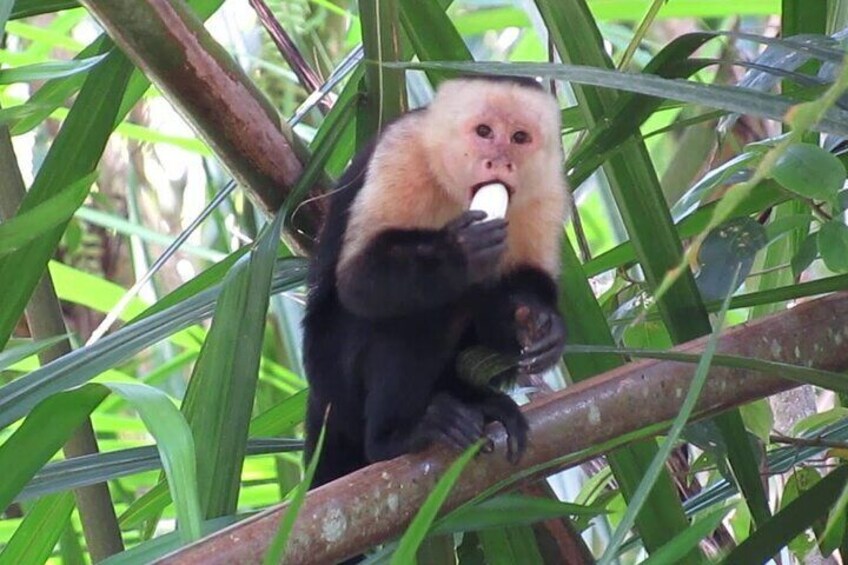 Monkey Tour With Local Cuisine