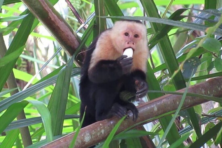 Monkey Tour With Local Cuisine