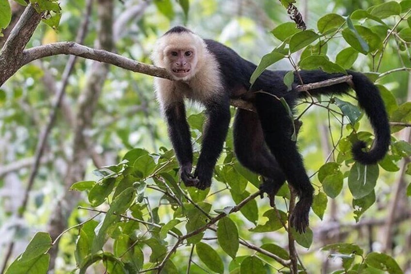 Monkey Tour With Local Cuisine