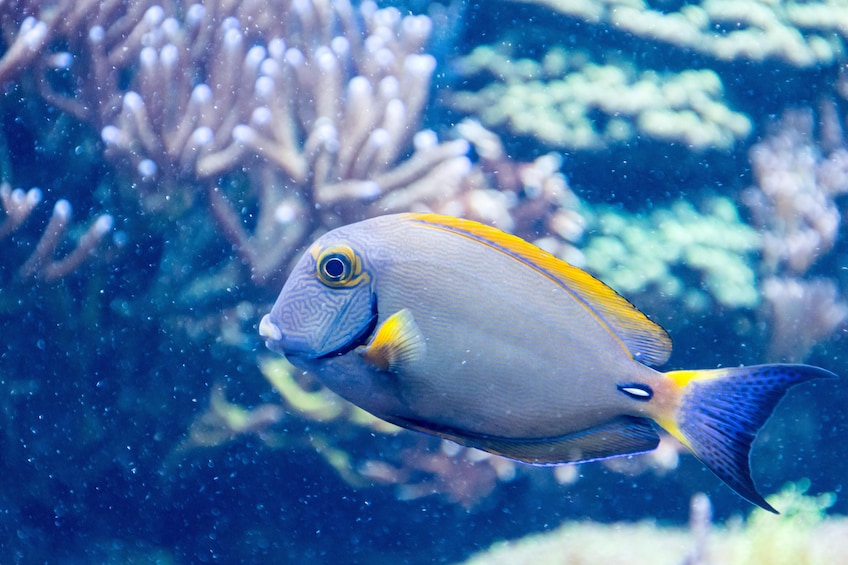 SEA LIFE San Antonio