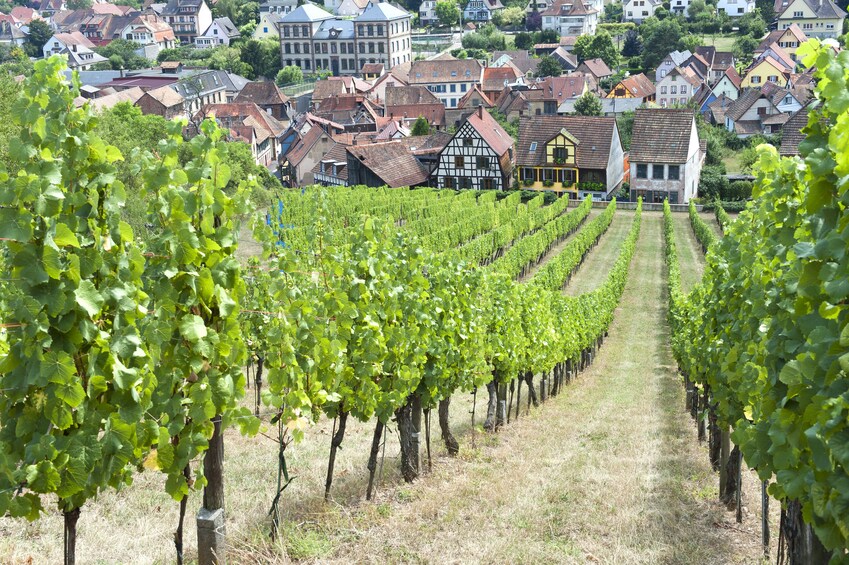 Alsace Villages Small Group Half Day Tour from Strasbourg