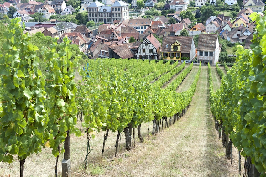 Alsace Villages Small Group Half Day Tour from Strasbourg