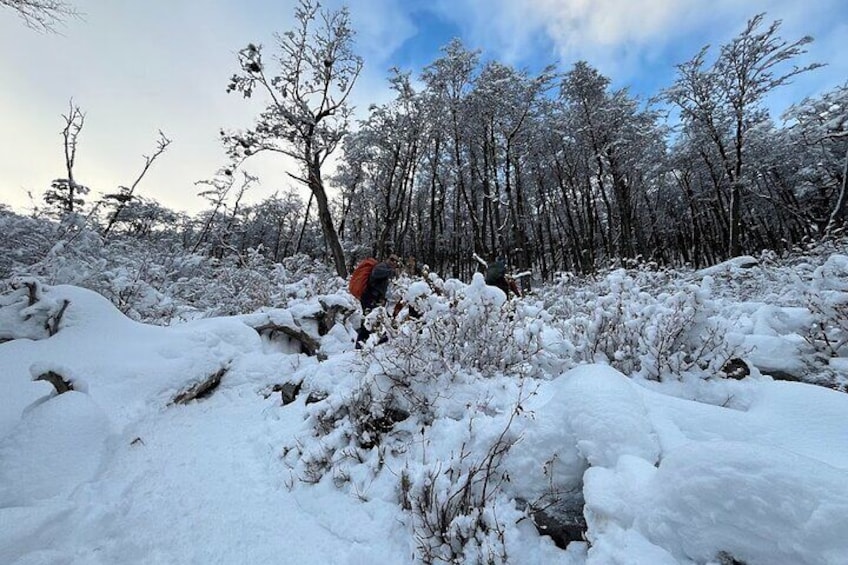 Small group Trekking to Vinciguerra Glacier and Témpanos Lagoon