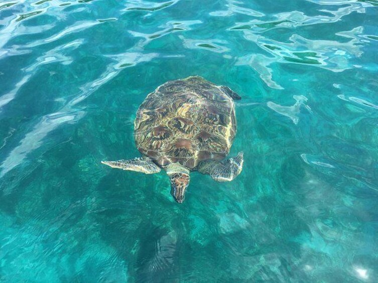 Green turtles