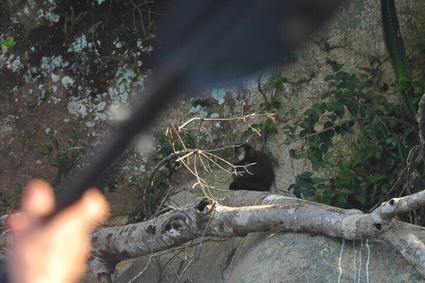 Sometimes it is possible to see monkeys on the shore