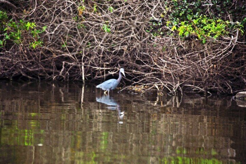 Bird roosting areas