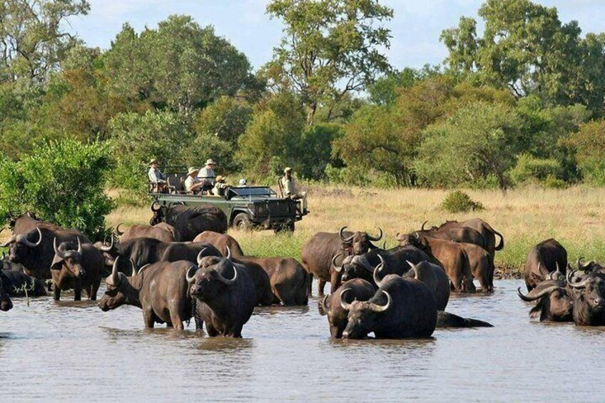 Chobe Game Drive