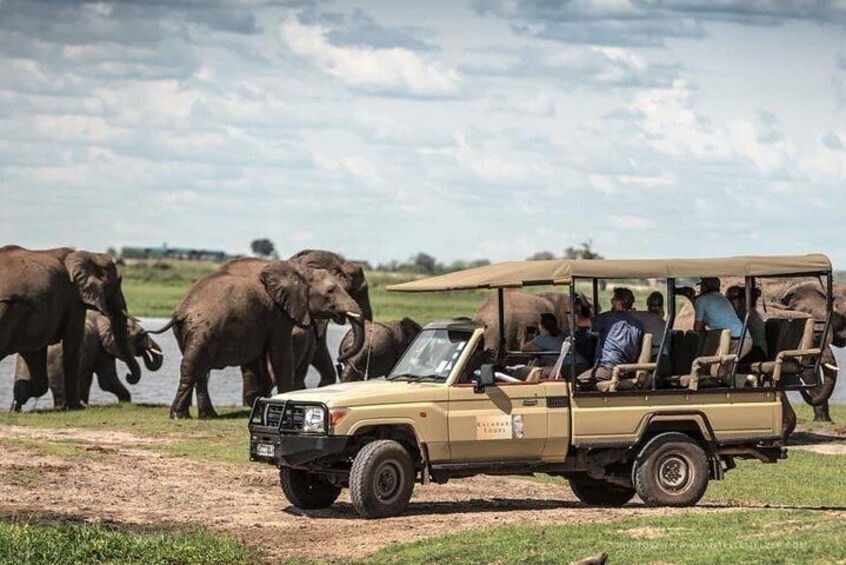 Chobe Game Drive