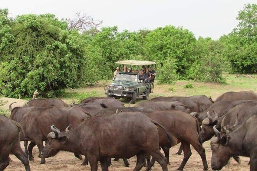 3 Hours Chobe Safari Game Drive