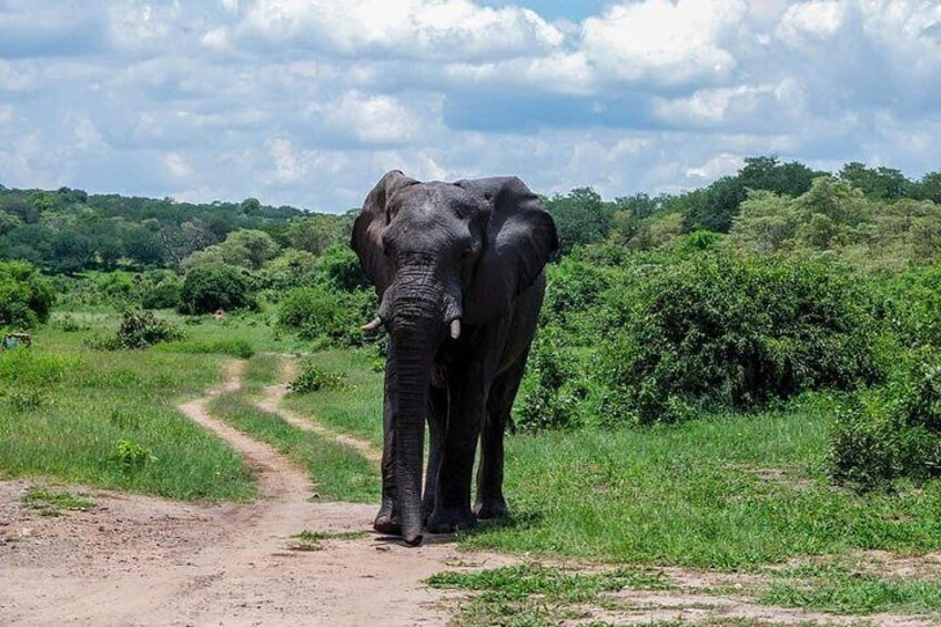 3 Hours Chobe Game Drive