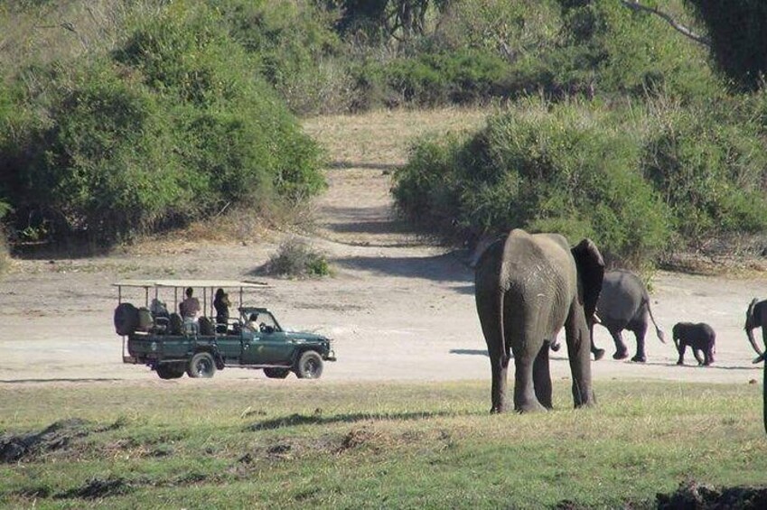 3 Hours Chobe Safari Game Drive
