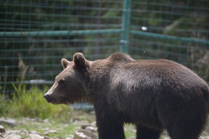 Brown bear rehabilitation centre